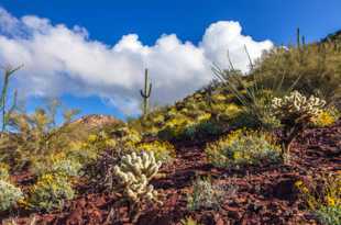 Saguaro National Park-6479.jpg